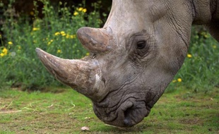 Est-il possible d'élaborer un modèle mathématique pour sauver les rhinocéros, décimés jour après jour par le braconnage pour leur corne? C'est le pari que vont relever des mathématiciens du monde entier, réunis la semaine prochaine à Johannesburg.