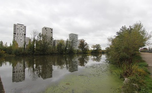 L'égérie dense s'est accrochée à la Vilaine et s'est développée, malgré les opérations de faucardage. Ici à Rennes, le 31 octobre 2019.
