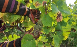 Début de la récolte du Muscadet dans l'ouest de la France