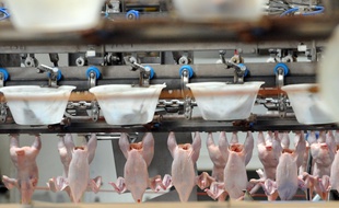 La chaîne de production de Doux à Châteaulin dans le Finistère.