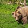 Un ours brun filmé en train de barboter dans une piscine en Californie