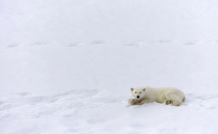 Un ours polaire se reposant dans la neige