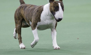 Illustration de Bull Terrier