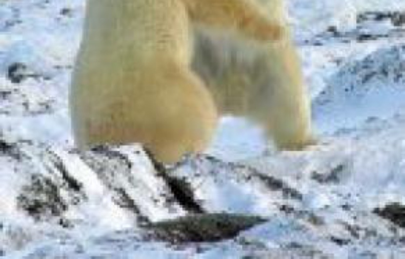 La Chasse à L'ours Film Complet Partir à la chasse à l'ours au Canada