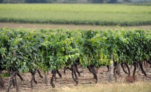 Octave Bredon possédait 28 hectares de vignes en production.