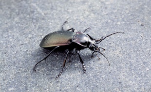 Illustration d'un coléoptère.