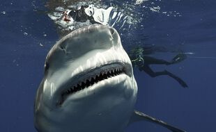 Des investigations sont en cours en Nouvelle-Calédonie pour retrouver le corps d'un pêcheur qui, selon des témoins, aurait été victime d'une attaque de requin. (Illustration)