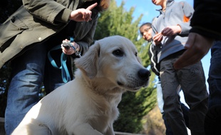 Ostwald le 29 02 2012.lassociation Handi chien de Strasbourg organise à Ostwald une opération pour sensibiliser les enfants de 3 à 12 ans à bien et mieux cohabiter avec les chiens.