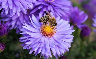 Une abeille.