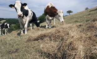 Des vaches dans un champ - Image d'illustration.