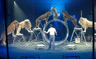 Au cirque Arlette-Gruss, un dompteur s'exerce avec ses animaux. Archives