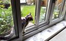 Votre chat s’absente longuement chaque jour ? Les vraies raisons derrière ces escapades et comment y réagir au quotidien