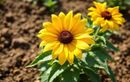 Vos massifs perdent leurs couleurs en plein été ? Plantez vite cette vivace inratable pour un jardin éclatant sans arrosage