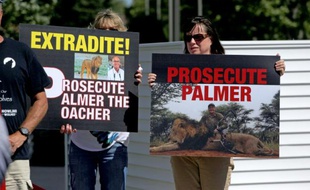 Des manifestants arborent le 29 juillet 2015 devant la clinique de Walter Palmer à Bloomington, dans le Minnesota, des panneaux demandant d'extraditer et de traduire en justice le dentiste pour la mort du lion Cecil lors d'un safari au Zimbabwe
, le 29 juillet so25 Memorial And Protest Held At Office Of Minnesota Dentist That Killed Famed Lion In Zimbabwe