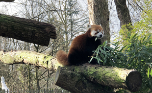 Le nouveau panda roux nommé Riaridh (prononcer Roo-Ray), au zoo de Lille.