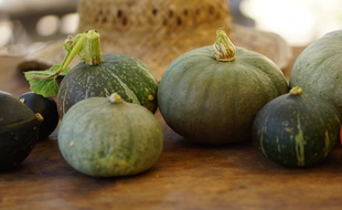 Les courges issues des graines glanées par
Maxime Schmitt dans la région niçoise.