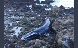 Une baleine s'est échouée à Batz-sur-Mer (Loire-Atlantique).