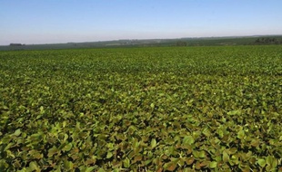 Un "soja miraculeux" résistant à plusieurs maladies a été mis au point après dix ans de recherches menées conjointement par des chercheurs des Etats-Unis et du Paraguay.