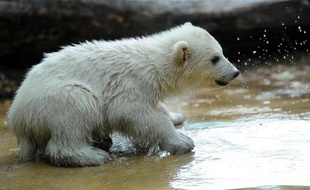 Un petit ourson polaire vient de faire ses premiers pas, mal assurés mais très médiatisés, au zoo de Toronto et est rapidement devenu la coqueluche des internautes.
