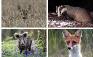 Un chevreuil, un blaireau, un sanglier, un renard... Si vous croisez ces animaux morts, vous pouvez aider à les recenser sur Via Fauna. Montage d'illustration.