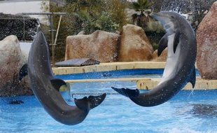 Des dauphins à Marineland, le plus grand parc marin d'Europe, le 12 décembre 2012 à Antibes en France