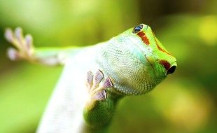 Gecko Phelsuma madagascariensis originaire de Madagascar