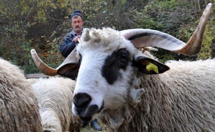 A l'entrée de Sarajevo, près d'une ancienne ligne de front et loin des querelles politiques de la Bosnie, une cinquantaine de commerçants serbes et musulmans, qui se firent pourtant la guerre, sympathisent et vendent leurs moutons pour la fête de l'Aïd, dimanche.