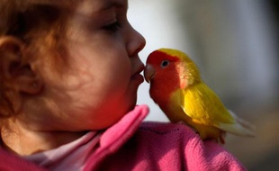 Une petite fille embrasse son oiseau lors de la journée de bénédiction des animaux de la Saint-Antoine près de Malaga, Espagne, le 17 janvier 2011.
