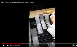 Les rats se promènent à quelques mètres du présentoir.