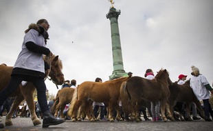 Des milliers de cavaliers et de poneys, venus de toute la France, manifestent pour protester contre la hausse de la TVA à Paris le 24 novembre 2013.