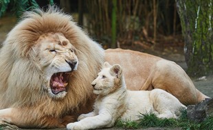 Jabu, le lion blanc, emblème du Zoo de La Flèche (Sarthe) est mort.