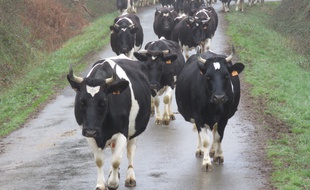 Illustration d'un troupeau de vaches de race pie noire.