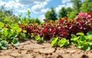 Ces légumes qui se ressèment seuls assurent des récoltes abondantes sans arrosage !