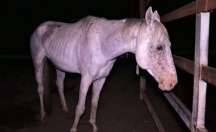 Un cheval dans un abattoir en Australie.