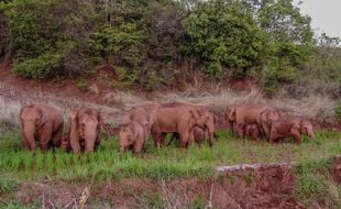 Photo aérienne du groupe d'éléphants, prise le 6 juin dernier.