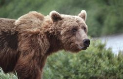 Un homme survit à l’attaque d’un grizzly dans le parc de Yellowstone