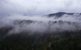La forêt amazonienne voit passer des quantités considérables de vapeurs d'eau au-dessus de ses arbres.