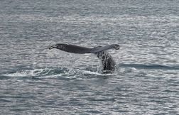 Une baleine meurt après avoir percuté un bateau de plaisance aux Etats-Unis