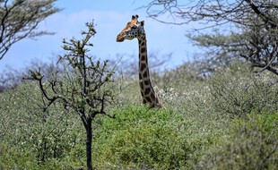 Une girafe sur l'île d' ol-Kokwe, au Kenya, le 5 octobre 2020.