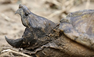 Une tortue alligator. (Illustration)
