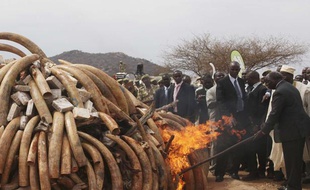 Le président kenyan, Mwai Kibaki, allume un feu de défenses et de bibelots en ivoire confisqués aux braconniers, le 20 juillet 2011 dans le parc national de Tsavo, au Kenya.