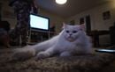 Pourquoi vos habitudes du soir empêchent souvent votre chat de trouver le sommeil