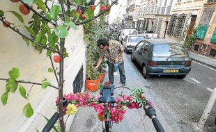 Un habitant de la rue Sénac (1er) prend soin des ses plantations installées sur le trottoir.
