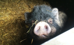 Un cochon (illustration).