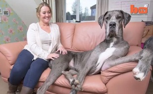 Capture d'écran de la vidéo de Barcroft.tv sur freddy, le chien géant.