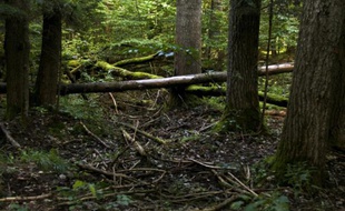 La forêt de Bialowieza en Pologne, le 20 août 2010