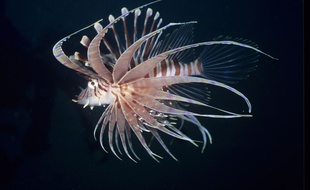 Illustration: une rascasse (Pterois volitans) en Mer rouge.