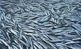 Des anchois.