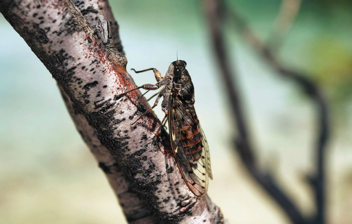 Billions of cicadas will invade the south and center of the country