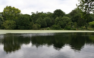 Trois étangs de Hampstead Heath sont accessibles à la baignade, mais un seul d'entre eux est réservé aux femmes.